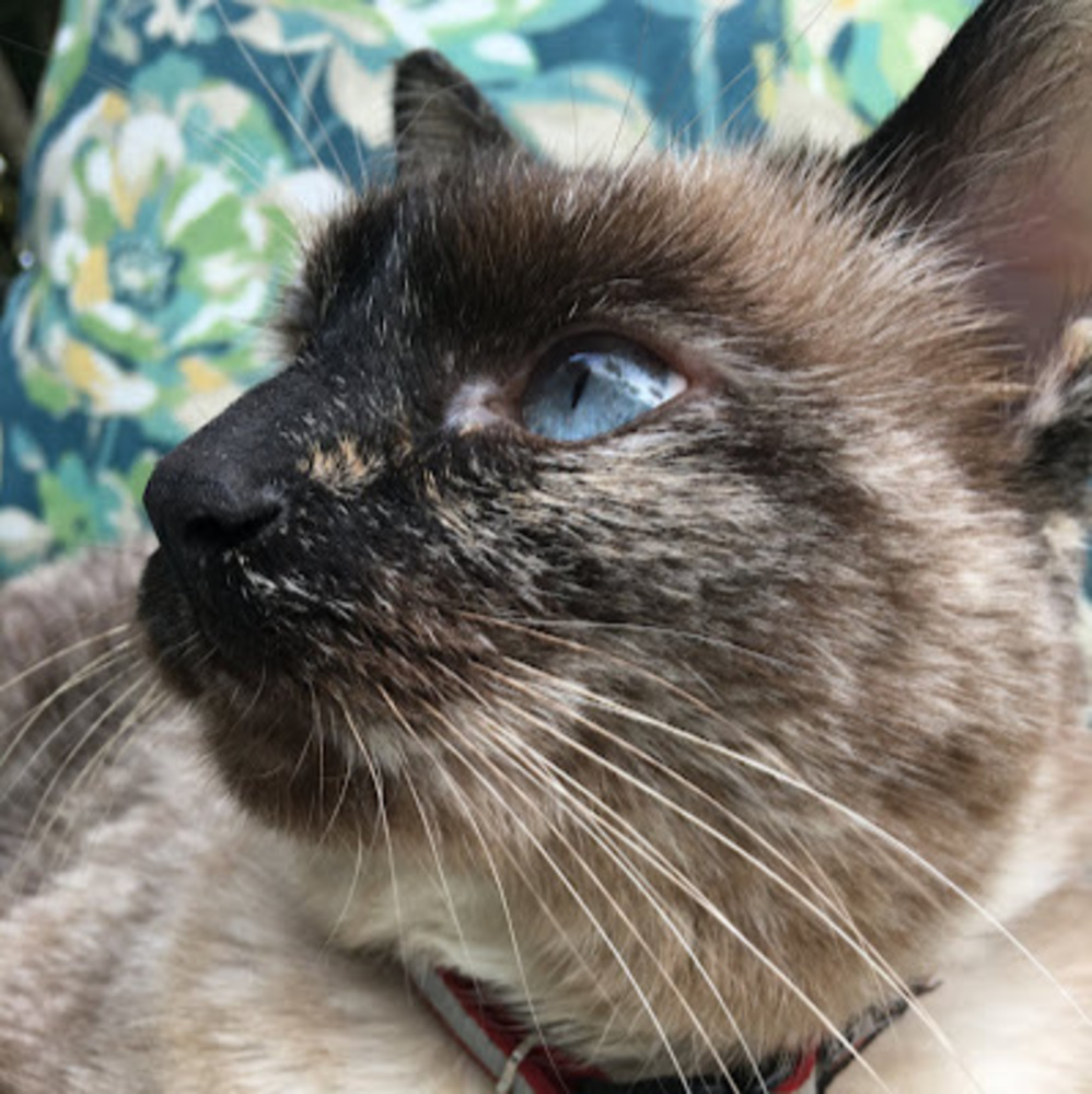 Meet your Posher, Lila